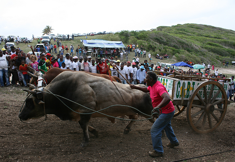  Pulling ox competition on the Anse Laborde site